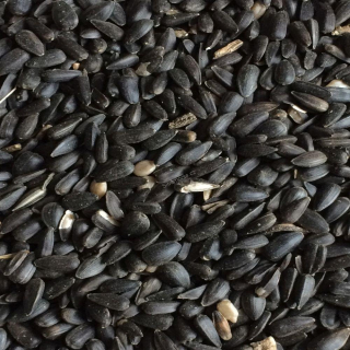 Slunečnice 20 kg